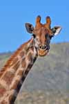 Photo of curious giraffe