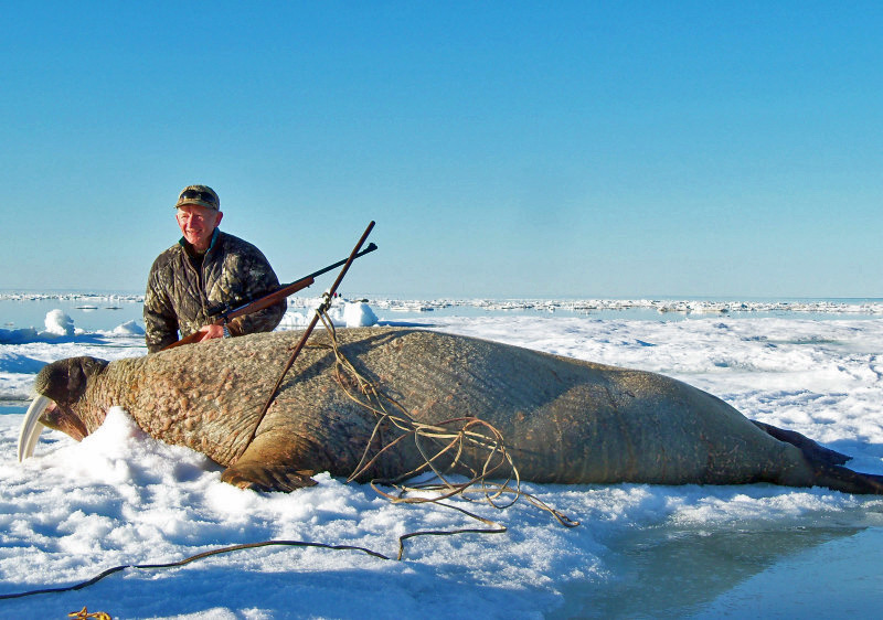 A Second Walrus Hunt In The Canadian Arctic